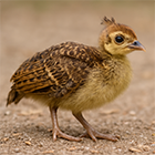 Vers una mirada heterotòpica a la intel·ligència artificial generativa Imatge de l'article de Juan Linares-Lanzman i Andrea Rosales Vers una mirada heterotòpica a la intel·ligència artificial generativa