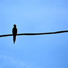 Imatge de l'article de Sara Suárez-Gonzalo La percepció de la vigilància digital de les persones grans en sis països